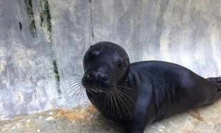 Ẩn nấp dưới băng, hải cẩu báo 'rình bắt' chim cánh cụt hoàng đế