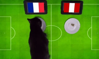 Mèo Cass dự đoán Pháp sẽ đánh bại Peru.