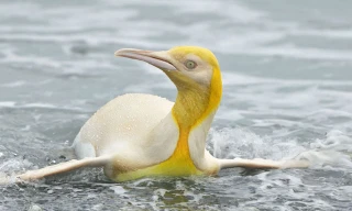 Chú chim cánh cụt có màu vàng.