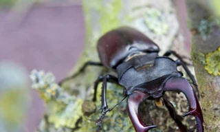 Những con vật đắt nhất thế giới (phần 1)