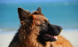 Top 10 giống chó dễ huấn luyện nhất thế giới 