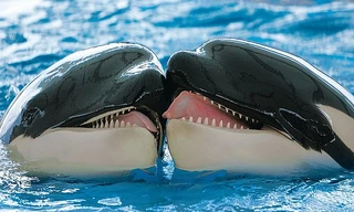 Cá voi sát thủ nhẹ nhàng trao nhau nụ hôn.