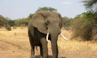 Top 10 loài động vật khỏe nhất hành tinh