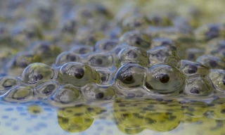 Quá trình biến đổi của trứng ếch 