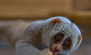 Top 10 loài động vật có bề ngoài vô hại nhưng cực kỳ nguy hiểm (Phần 1)