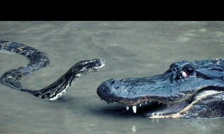 Cuộc 'thư hùng' giữa cá sấu và trăn