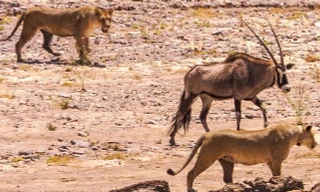 Đi săn lần đầu, sư tử đã nếm mùi thất bại