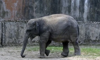 Voi châu Á, loài voi thông minh và độc đáo 