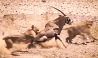 Bị sư tử tấn công, linh dương sừng kiếm vẫn thoát chết ngoạn mục