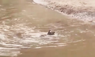 VIDEO: Mất cảnh giác, ngựa vằn bị cá sấu tóm gọn