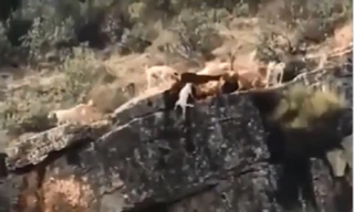 Mải mê săn mồi, đàn chó săn bị rơi xuống vách núi 