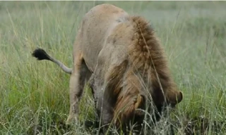 Sư tử đực đào hố, tóm gọn lợn lòi 