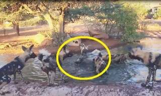 Đàn chó hoang cùng nhau xé xác lợn rừng