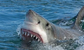 Cá mập bơi vào vùng nước nông để “đột kích” đàn chim biển