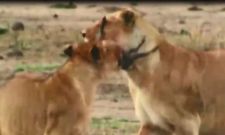 VIDEO: Ghê rợn cảnh sư tử xé xác lợn rừng con