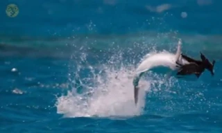 Kỳ lạ: Chim biển trở thành mồi ngon của cá