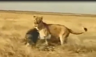 VIDEO: Lợn rừng phản đòn khiến sư tử bỏ chạy