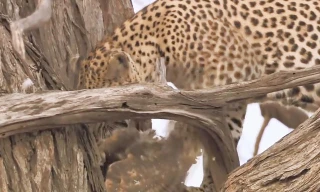 Báo hoa mai săn cú mèo trên cây