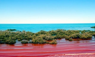 Đâu là nguyên nhân khiến đại dương 'nhuộm màu máu'?