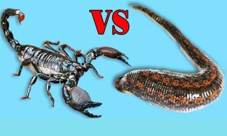 Trận chiến không khoan nhượng giữa đỉa và bọ cạp