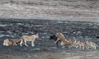 10 con sư tử cùng nhau hành hạ trâu rừng