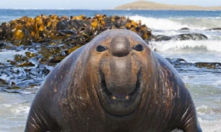 Hải tượng đánh nhau giành bạn tình trong mùa giao phối 