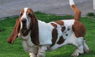 Những giống chó ít rụng lông, an toàn cho sức khỏe người nuôi 