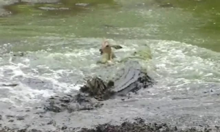 VIDEO: Cá sấu săn linh dương trong ‘một nốt nhạc’