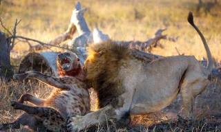 Sư tử đực giết linh cẩu.