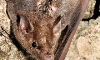 Dơi đực tiết ra hỗn hợp mùi để thu hút con cái.