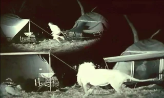 Các du khách hoảng sợ khi bị sư tử tấn công.