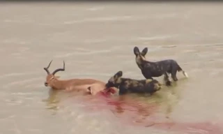 Đàn chó hoang ăn thịt linh dương dưới nước