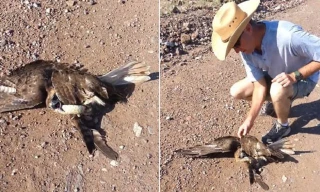 Diều hâu từ kẻ đi săn trở thành con mồi