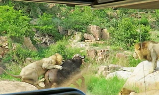 Sư tử tấn công trâu rừng.