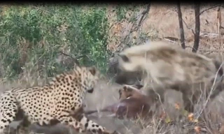 VIDEO: Đàn linh cẩu cướp mồi của 2 con báo săn