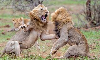 VIDEO: Sư tử đực hỗn chiến ác liệt giành quyền giao phối