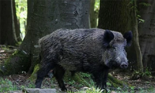 Thổ dân châu Phi dùng khỉ để săn lợn rừng 