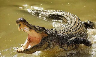 Trăn và cá sấu cùng nhau 'truy sát' chuột lang khổng lồ