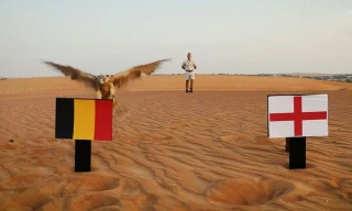 "Tiên tri" chim cắt dự đoán Bỉ sẽ hạ gục Anh.