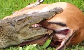 Kẹt trong hàm cá sấu, linh dưỡng vẫn phản đòn và thoát chết kỳ diệu