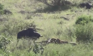 Trâu rừng tấn công bầy sư tử giải cứu đồng loại và 'cái kết đắng'