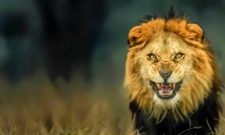 Những loài sư tử ăn thịt người nổi tiếng thế giới