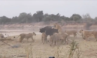 VIDEO: Trâu rừng chết thảm dưới nanh vuốt đàn sư tử