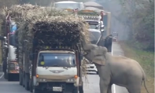 Voi chặn đường đoàn xe tải để 'xin' mía