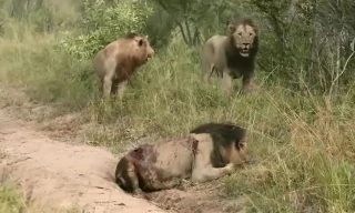 Những màn cắn nhau đẫm máu của ‘lãnh chúa vùng đồng cỏ’