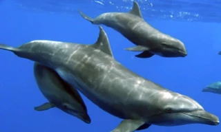 Màn phối hợp săn mồi mãn nhãn giữa cá heo và cò trắng