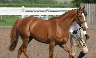 Những con vật đắt nhất thế giới (phần 2)