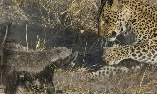 Lửng mật mẹ liều mình cứu con khỏi nanh vuốt báo hoa mai