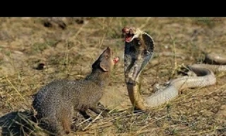 Cái kết ‘đắng’ sau màn so tài giữa rắn hổ mang và cầy mangut