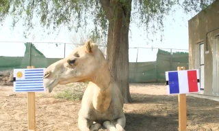 Lạc đà Shaheen dự đoán Pháp sẽ gục ngã trước Uruguay.